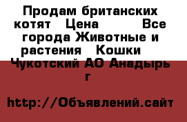 Продам британских котят › Цена ­ 500 - Все города Животные и растения » Кошки   . Чукотский АО,Анадырь г.
